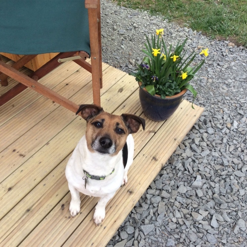 The resident dog at luxury glamping site in Ellesmere, Shropshire